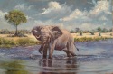 Khwai river elephant