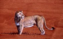 Lioness (3)