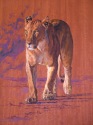 Lioness (9)