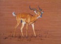 Rurring impala ram