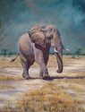 Savuti bull elephant