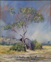 the Rubbing Tree